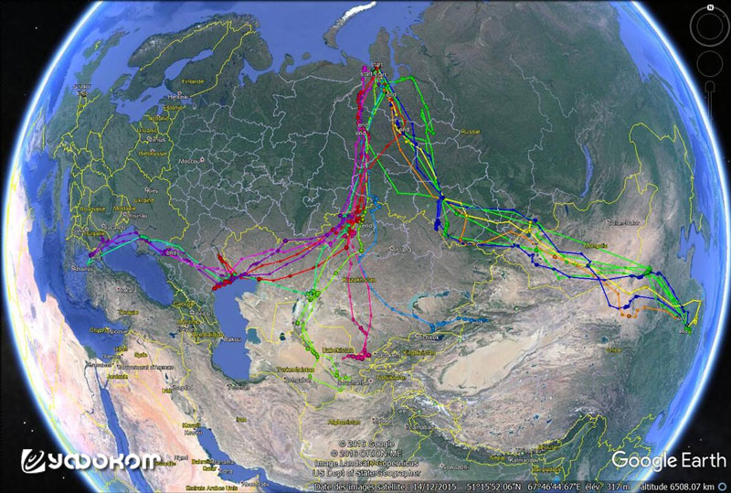 Пути миграции малого лебедя на карте Google Earth.