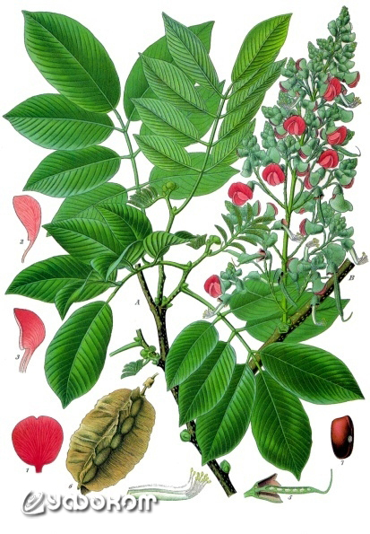 Ямайский кизил, рисунок 1897 года.