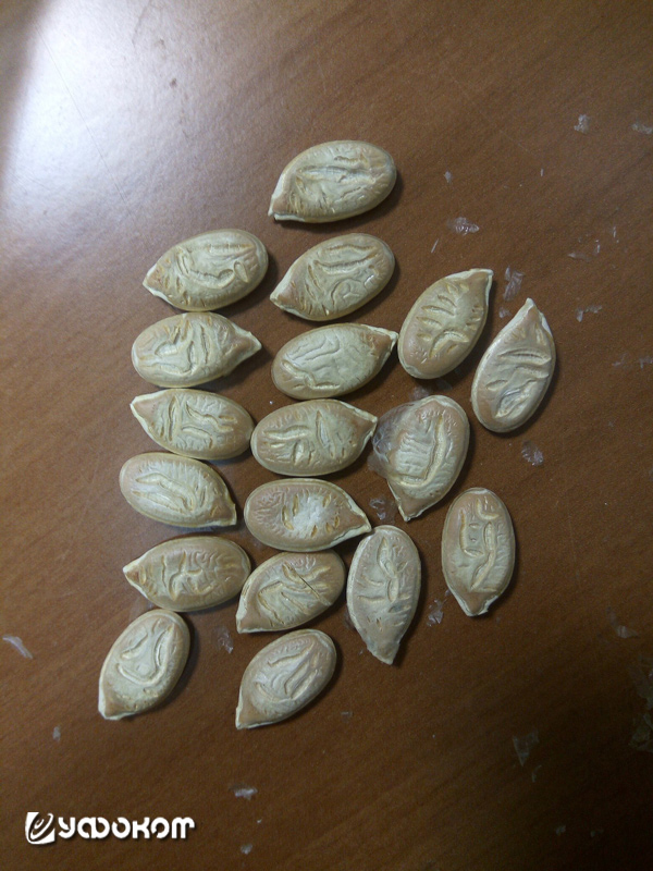 kolonra-2.jpg